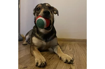 Sada hraček pro psa - 6 kusů