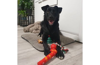 Sada hraček pro psa - 6 kusů