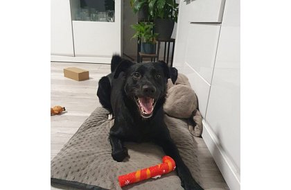 Sada hraček pro psa - 6 kusů