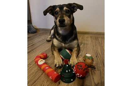 Sada hraček pro psa - 6 kusů