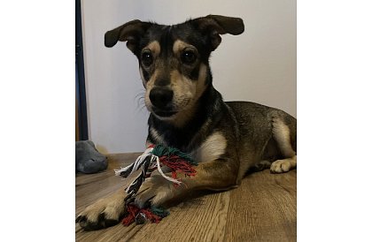 Sada hraček pro psa - 6 kusů