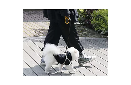 Automatické Flexi vodítko do 50 kg – 8 m