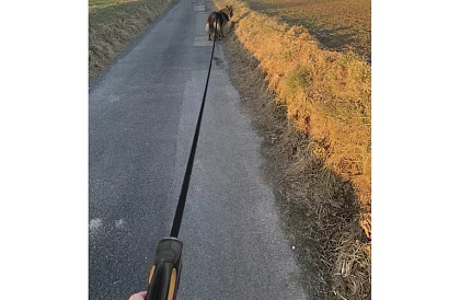 Automatické Flexi vodítko do 50 kg – 8 m