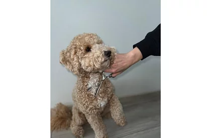 Sada na úpravu a stříhání psů v pouzdru