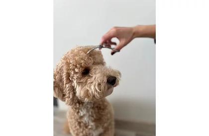 Sada na úpravu a stříhání psů v pouzdru