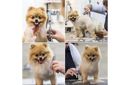 Sada na úpravu a stříhání psů v pouzdru