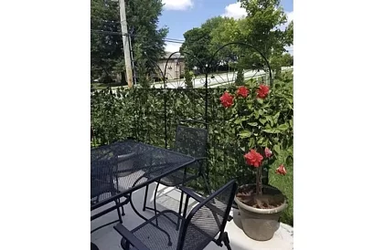 Umělý živý plot 300 cm – Břečťan